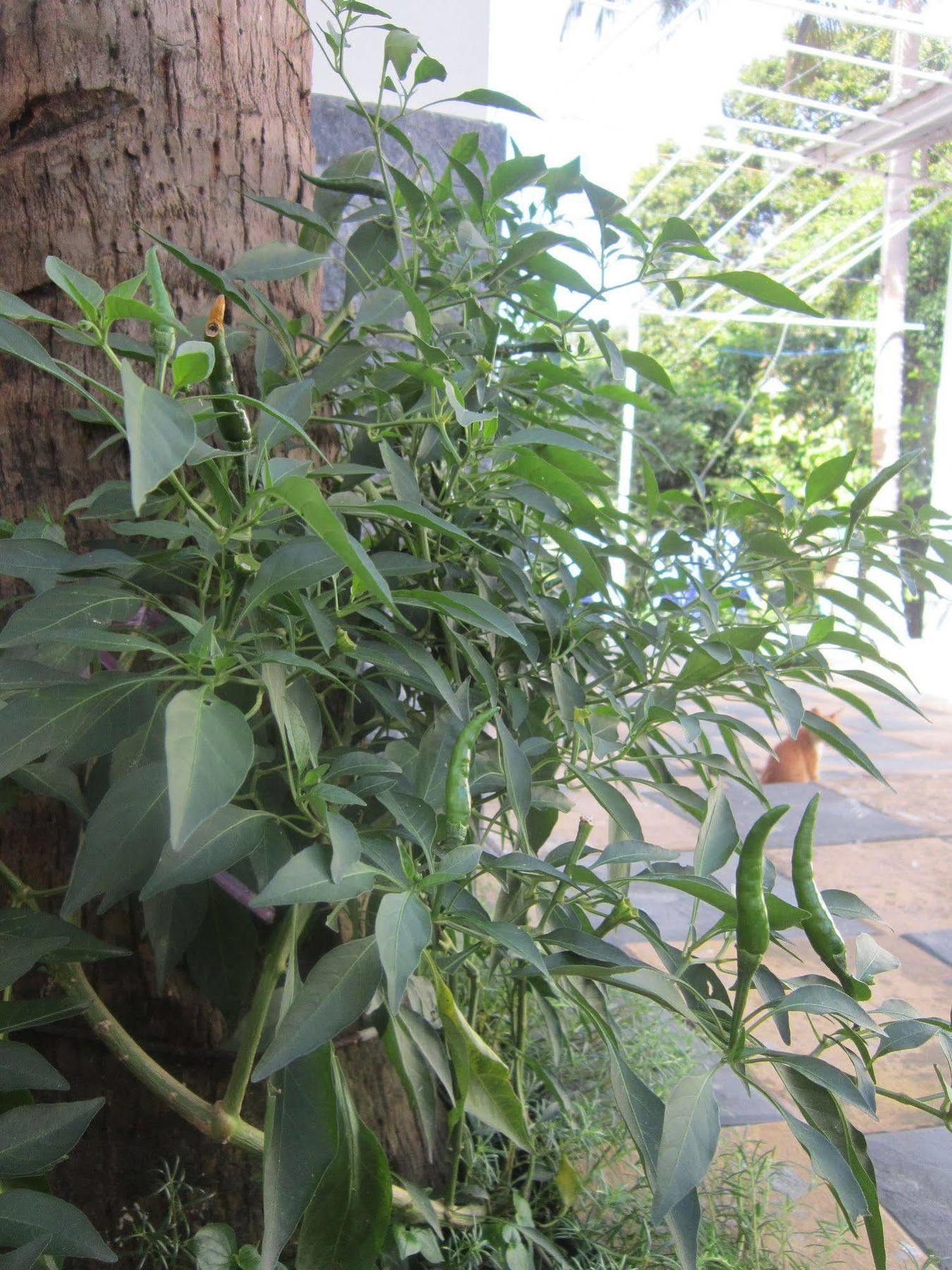 Be Home Hostel Phu Quoc Exterior foto